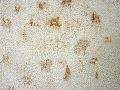 Pokerwork drawings 2007